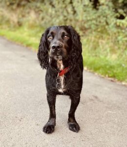 This is dog ranger Ned