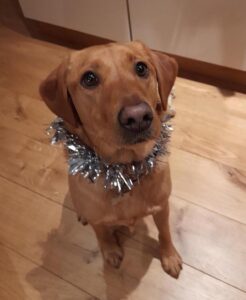 A festive looking BONNIE