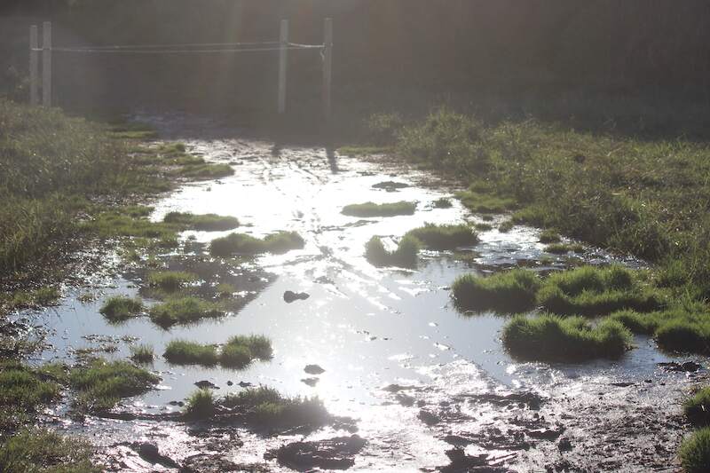 Muddy path by Study Area 1