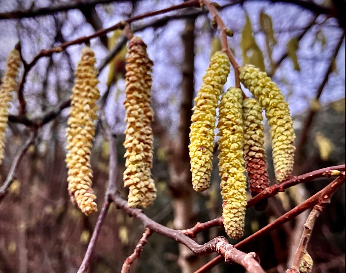 January catkins
