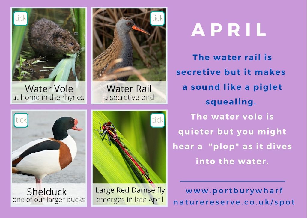 April spotting card back