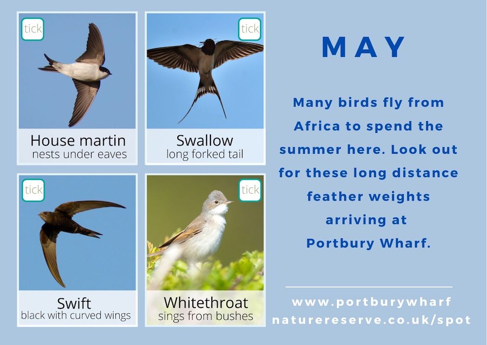 Back of May Spotting Card