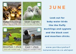 What can you spot in June side 2?