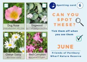 What can you spot in June?