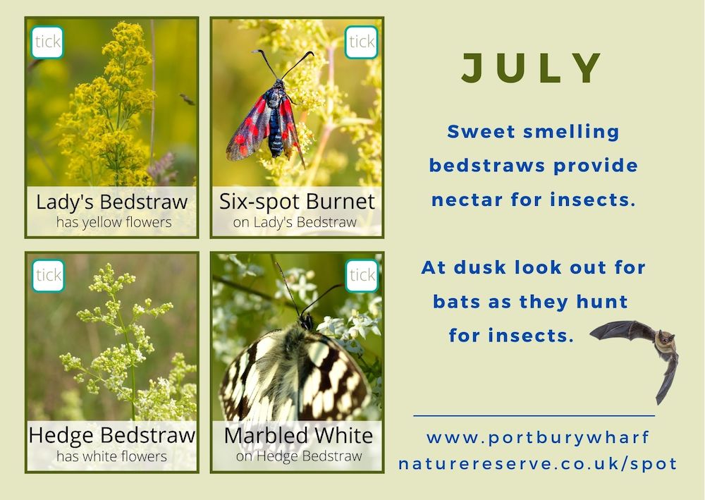 Back of July Spotting card