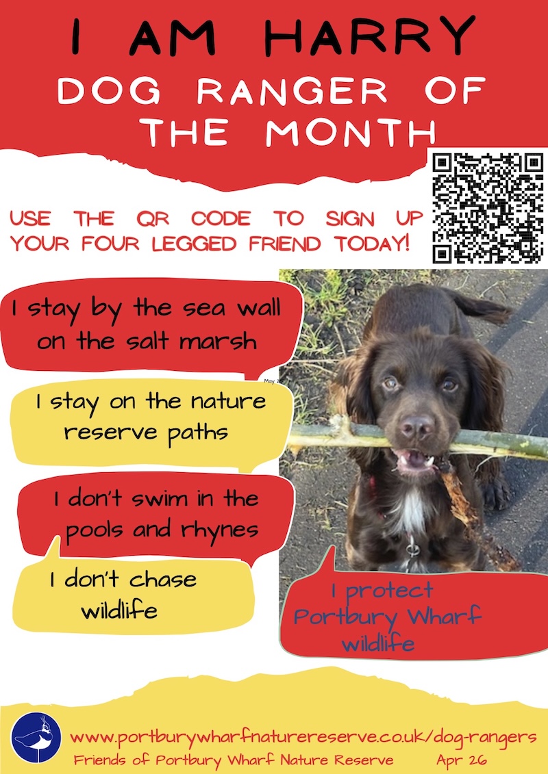 Harry is April 2026 Dog Ranger of the Month