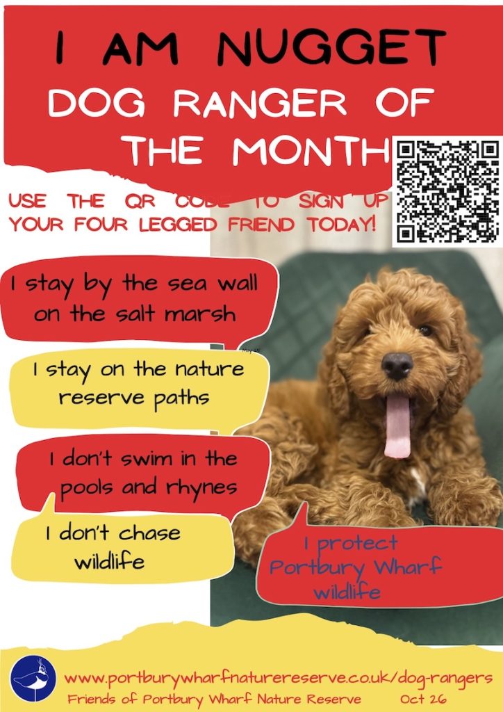 Nugget is October's Dog Ranger of the Month
